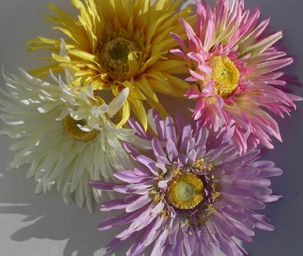 Gerbera Daisy Clip Gerbera Daisy Clip